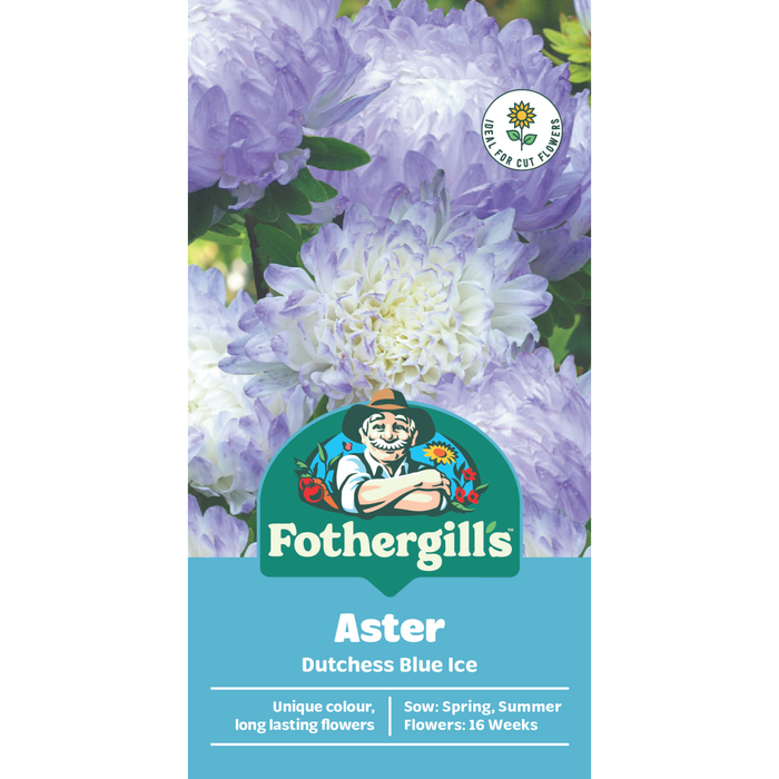 Fothergill's Aster Dutchess Blue Ice Seeds