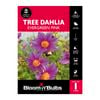 Bloomin Bulbs Tree Dahlia Evergreen Pink - 1 Pack