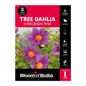 Bloomin Bulbs Tree Dahlia Evergreen Pink - 1 Pack