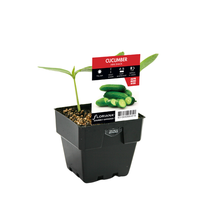 100mm Cucumber Mini Snack - Cucumis sativus