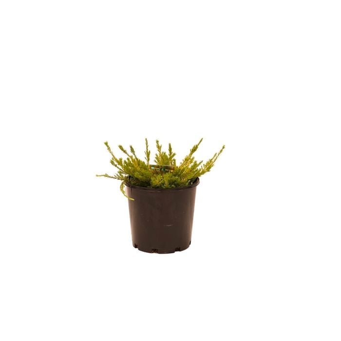 200mm Golden Diosma - Coleonema pulchrum aurea