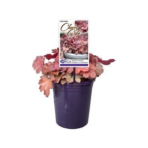 140mm Heuchera Cherry Cola - Heuchera hybrid