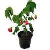2.5L Dwarf Abutilon Pink - Abutilon species