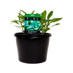 180mm Sage - Salvia officinalis
