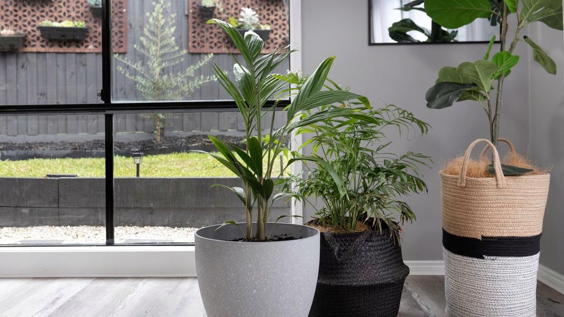 Several indoor pot plants of various types, arranged in a neutral room in front of bay windows