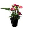 140mm Anthurium Laceleaf - Anthurium andraeanum Indoor Plant
