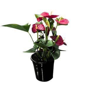 140mm Anthurium Laceleaf - Anthurium andraeanum Indoor Plant