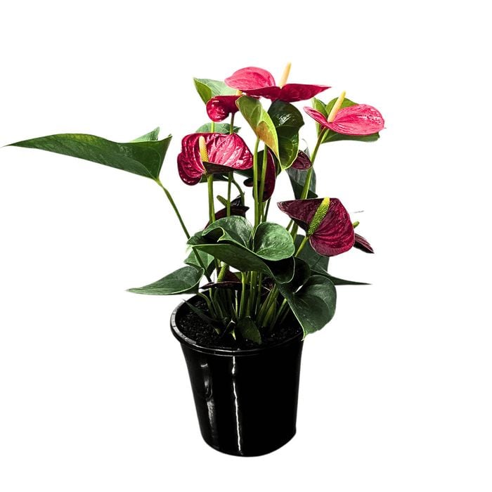 140mm Anthurium Laceleaf - Anthurium andraeanum Indoor Plant