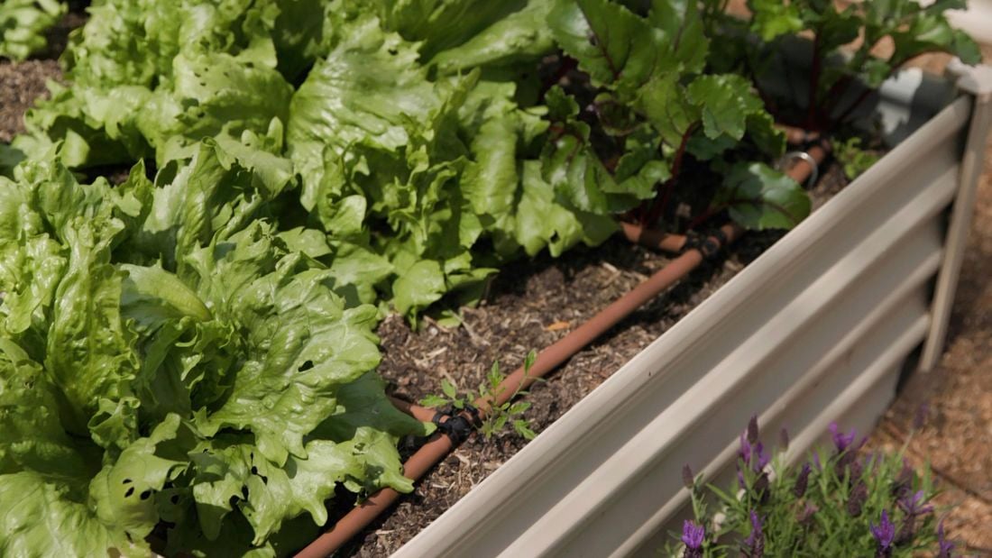 Drip irrigation system in a raised garden bed.