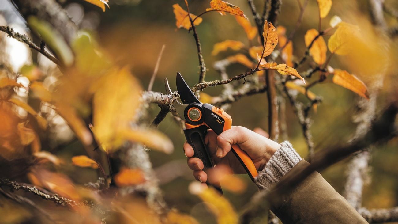 Using secateurs to cut a branch.