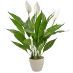 UN-REAL 60cm Flowering Peace Lily Artificial Plant