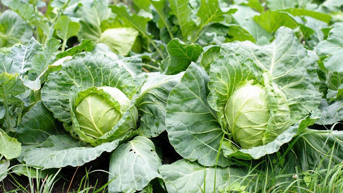 Two cabbages growing in a garden bed