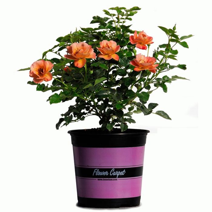 170mm Flower Carpet Rose Amber - Rosaceae