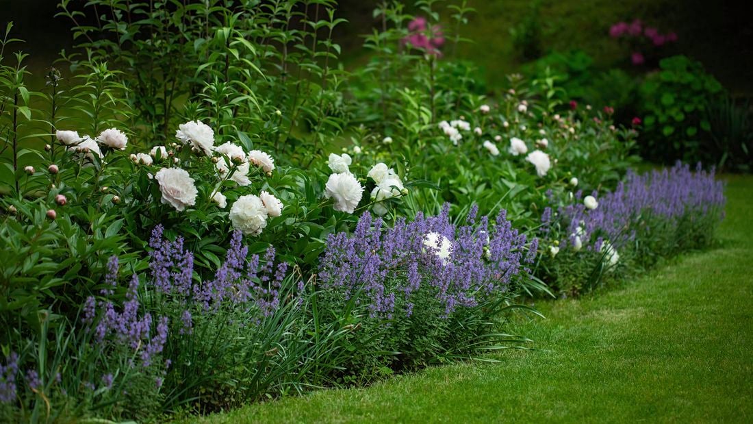 A blooming flower bed in a garden with white peonies and catnip