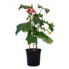 17cm Cucumber Snacker 'Ready Veggie Go Range' - Cucumis sativus