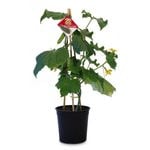17cm Cucumber Snacker 'Ready Veggie Go Range' - Cucumis sativus