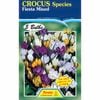 Fiesta Flower Bulbs Crocus Species Mixed - 5 Bulbs