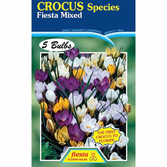 Fiesta Flower Bulbs Crocus Species Mixed - 5 Bulbs