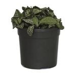 120mm White Nerve Plant - Fittonia albivensis Minima