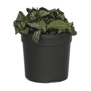120mm White Nerve Plant - Fittonia albivensis Minima