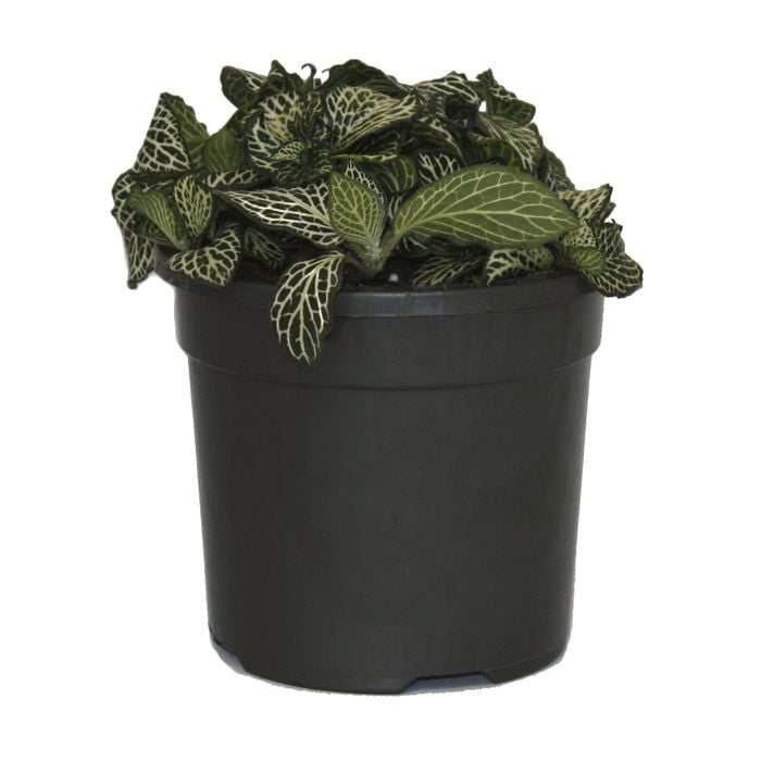 120mm White Nerve Plant - Fittonia albivensis Minima