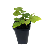 68mm Yellow Raspberry - Rubus idaeus