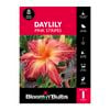 Bloomin' Bulbs Daylily Pink Stripes - Hemerocallis x hybrid - 1 Pack