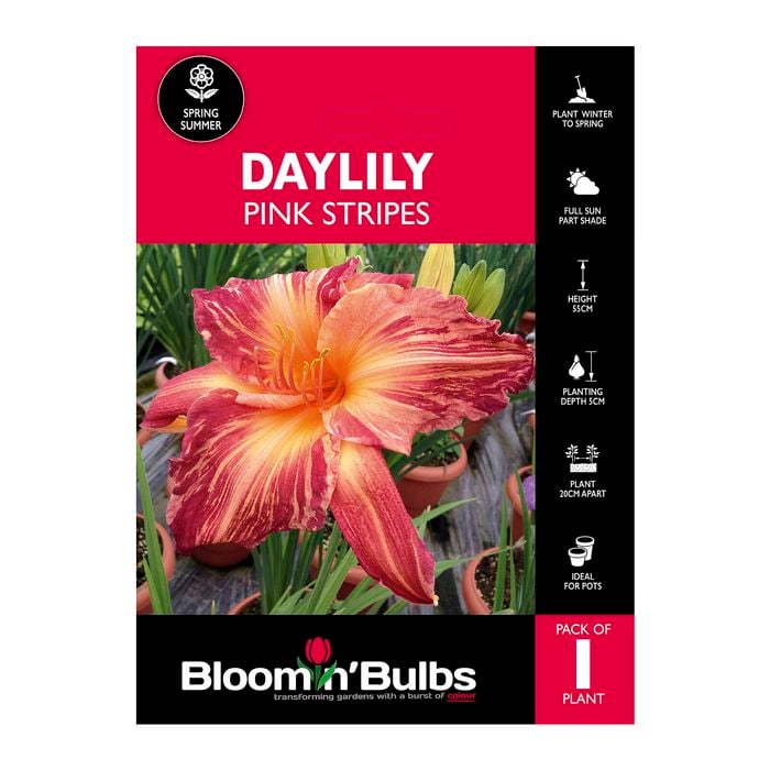 Bloomin' Bulbs Daylily Pink Stripes - Hemerocallis x hybrid - 1 Pack