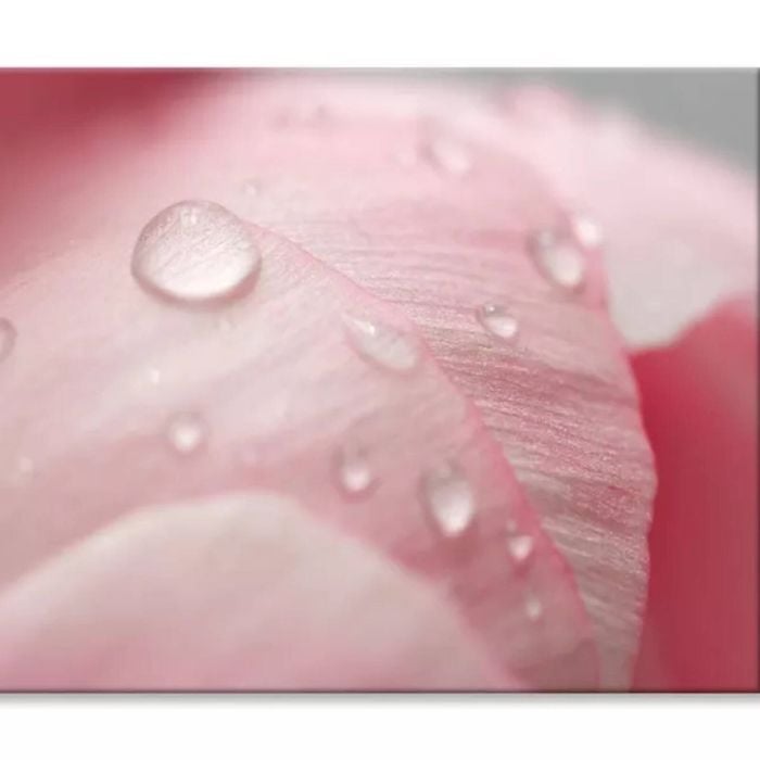Pink Flower With Water Drops  Print 100% Australian Made 120 x 90cm  (Stretched)