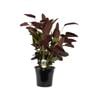 250mm Prayer Plant - Ctenanthe setosa