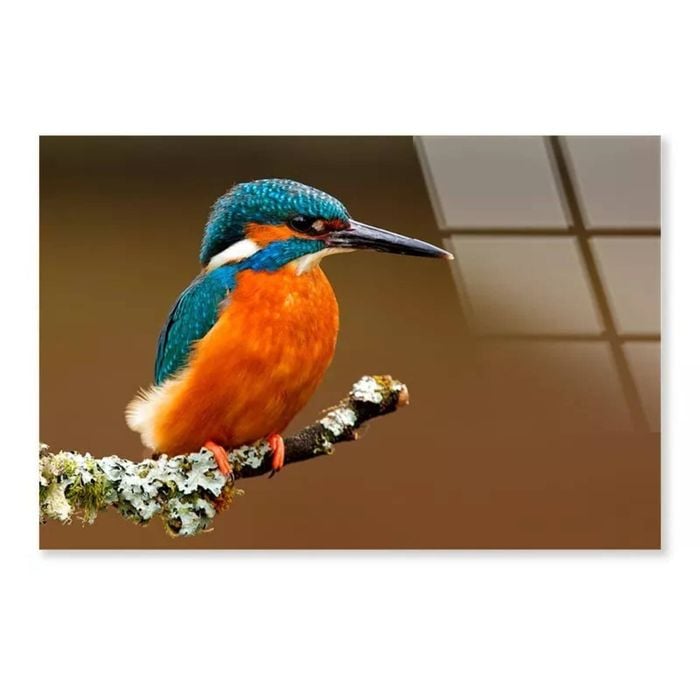 Kingfisher On Branch  Print 100% Australian Made 150 x 100cm  (Acrylic)
