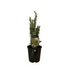 1.9L Rosemary Tuscan Blue - Rosmarinus officinalis