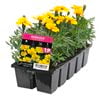 10 Cell Marigold Comp Yellow - Tagetes patula