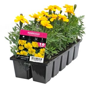 10 Cell Marigold Comp Yellow - Tagetes patula