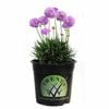 14cm - Armeria Dreameria Sweet Dreams - Armeria pseudarmeria
