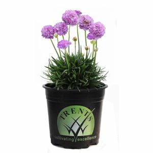 14cm - Armeria Dreameria Sweet Dreams - Armeria pseudarmeria