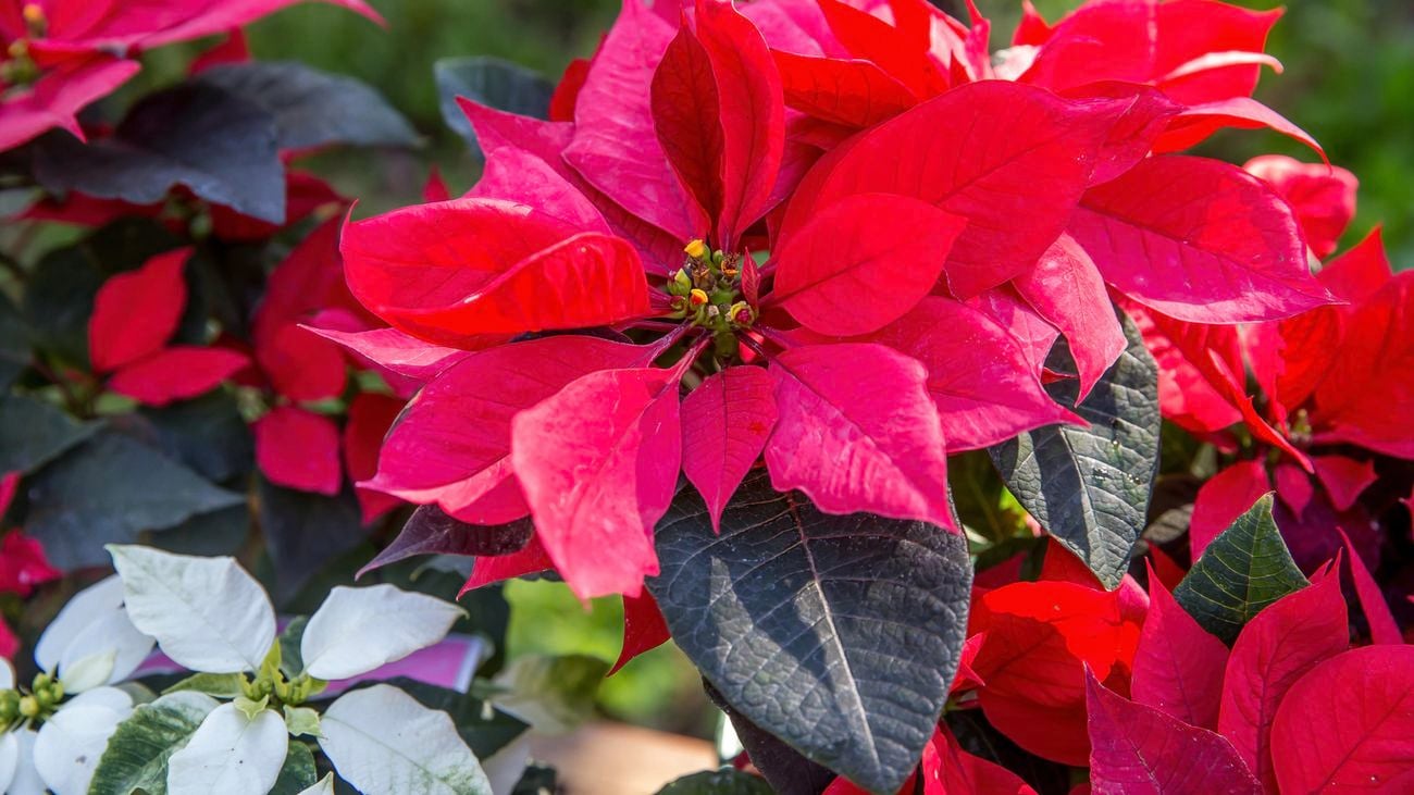 A close up of a poinsettia plant with a red flower and green leaves.