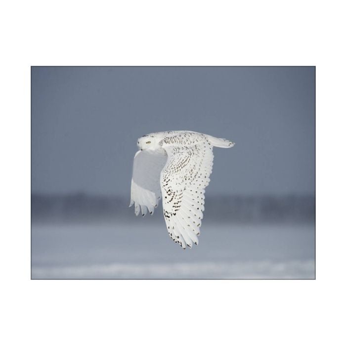 Artey | Owl in Flight IV - Stretched Canvas - Stretched Canvas - 112 x 150cm