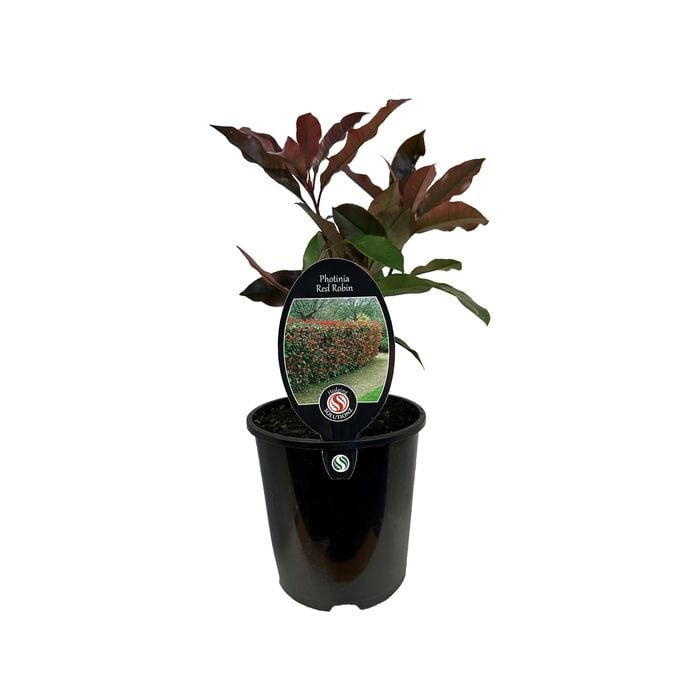 1.9L Photinia Red Robin - Photina fraseri