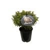 1.9L Pittosporum Little Kiwi - Pittosporum Tenuifolium