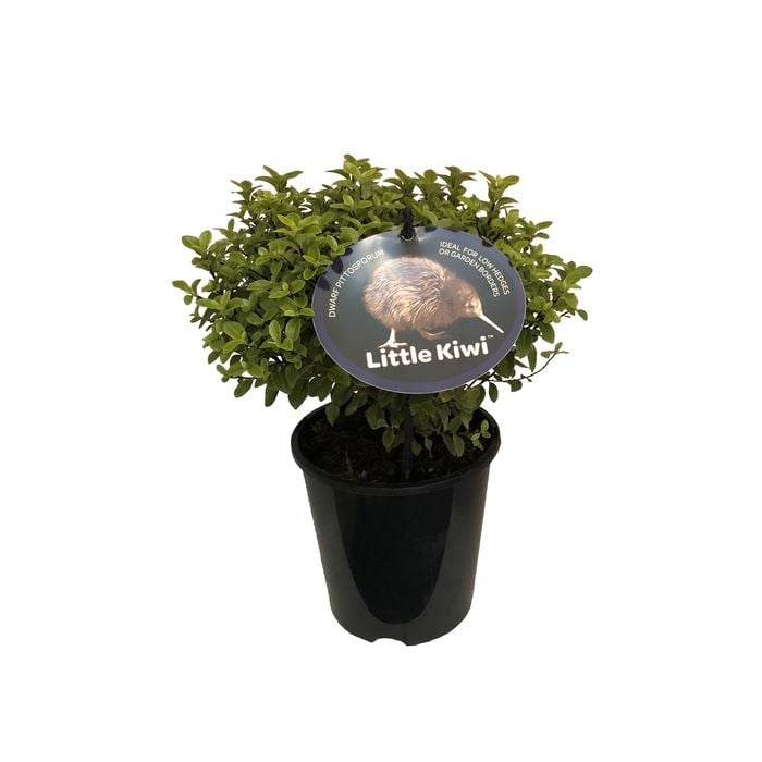 1.9L Pittosporum Little Kiwi - Pittosporum Tenuifolium
