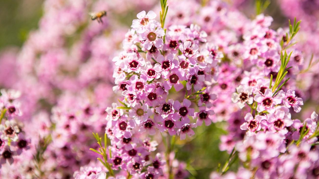 A bee on the purple flowers of a Chamelaucium ‘Jambinu Zest ’ bush