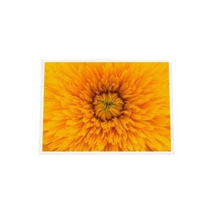 Galrie Stunning Close-Up of a Yellow Flower Fine Art Photography Print, White Frame, A0 84 x 119cm (33 x 47inch)