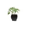 100mm Tomato Grosse Lisse - Solanum lycopersicum L.