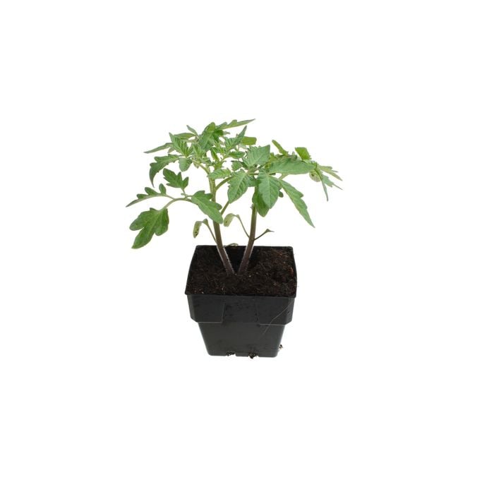 100mm Tomato Grosse Lisse - Solanum lycopersicum L.