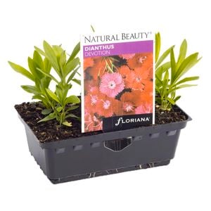 Dianthus Devotion Punnet - Dianthus chinensis x barbatus