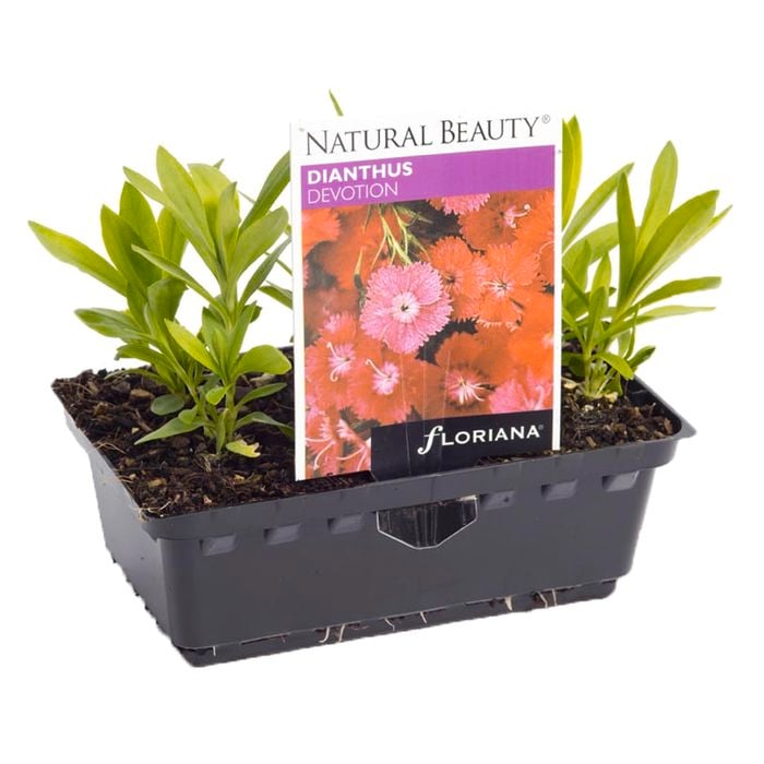 Dianthus Devotion Punnet - Dianthus chinensis x barbatus