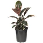 170mm Ruby Rubber Plant - Ficus elastica