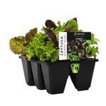 6 Cell Lettuce Gourmet Salad - Fusion Vegetable Range - Lactuca sativa