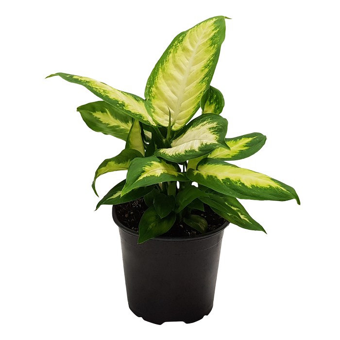 120mm Tropic Marianne - Dieffenbachia